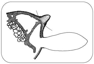 Dehorning of Calves - Image 7
