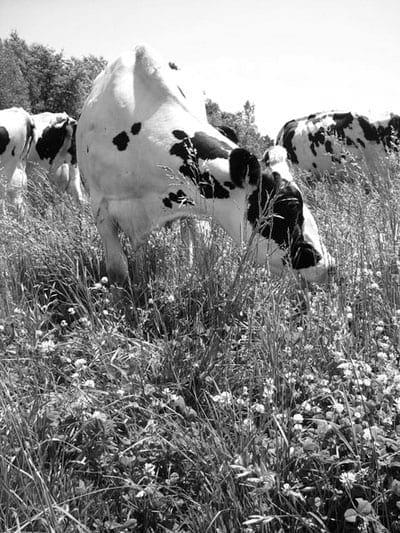 Organic Dairy Production - Image 2