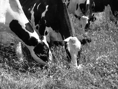 Organic Dairy Production - Image 1