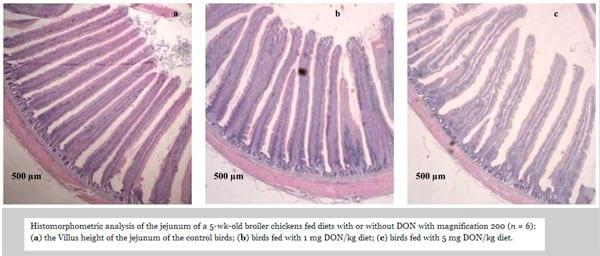 The Impact of the Fusarium Mycotoxin Deoxynivalenol on the Health and Performance of Broiler Chickens - Image 8