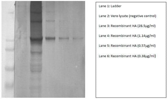 Rapid Development of an Efficacious Swine Vaccine for Novel H1N1 - Image 1
