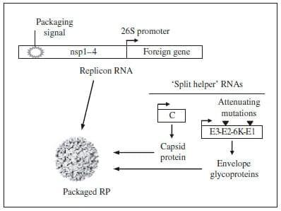 Alphavirus replicon vaccines - Image 2