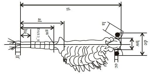 Morphological Differentiation of Artemia urmiana Günther, 1899 (Crustacea: Anostraca) in Different Geographical Stations from the Urmia Lake, Iran - Image 3