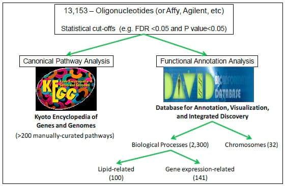 Nutritional Genomics: from Functional Gene Networks to Feedbunk - Image 2