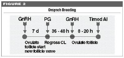 Strategies for Heat Detection and Timing of Artificial Insemination - Image 3