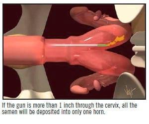 A.I. Technique in Cattle - Image 13