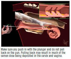 A.I. Technique in Cattle - Image 15