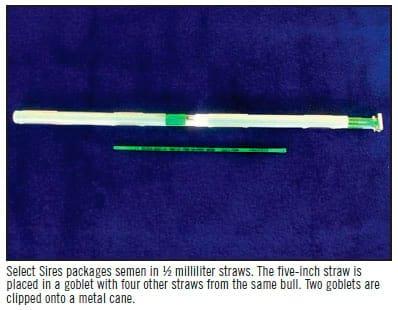 Handling of Frozen Semen Straws - Image 1