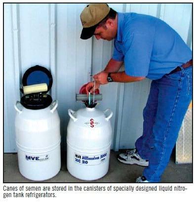 Handling of Frozen Semen Straws - Image 3