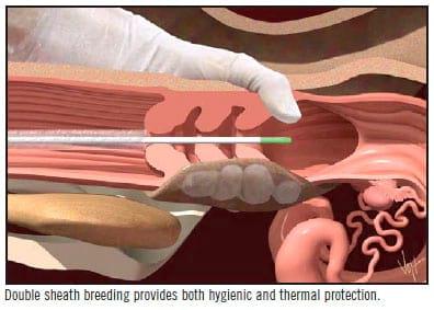 Handling of Frozen Semen Straws - Image 21