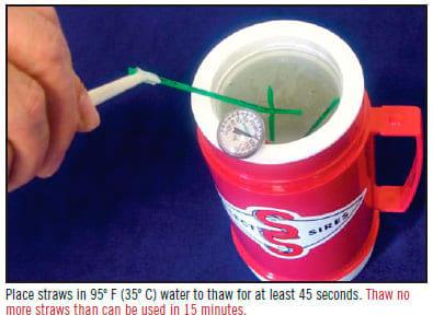 Handling of Frozen Semen Straws - Image 11