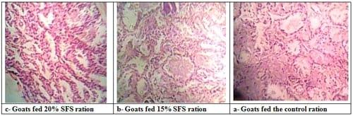 Effect of Dietary Inclusion of Whole Sunflower Seeds on Feeding Lactating Zaraibi Goats: II. On Milk Production and Composition as well as Mammary Gland Histology and Economic Efficiency - Image 9