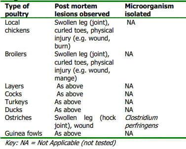 Common Leg Ailment of Poultry in Plateau State, Nigeria - Image 4