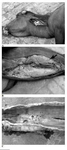 Hemorrhagic Septicemia in Buffalo (Bubalus bubalis) Calves Under Sub-Tropical Conditions in Pakistan - Image 4