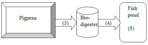 Treating Pig Wastewater by Applying a Model of Fish Pond or Biodigester Tank Followed by a Fish Pond in Phuoc Tho State Farm - Image 6