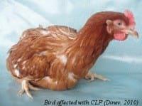 Cage Layer Fatigue in Poultry - Image 1