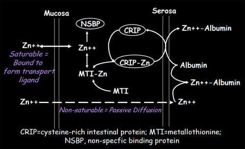 The Importance of Zinc in Animal Health - Image 9