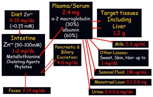 The Importance of Zinc in Animal Health - Image 8