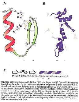 The Importance of Zinc in Animal Health - Image 12
