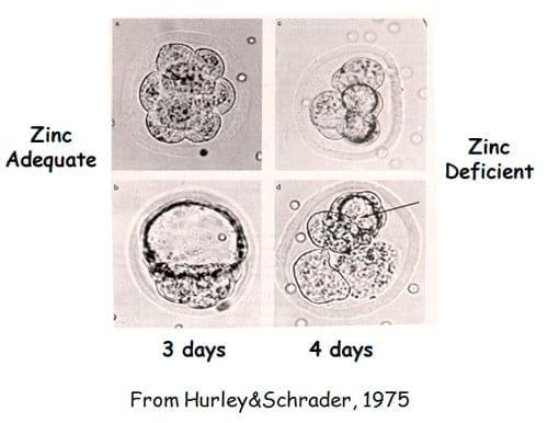 The Importance of Zinc in Animal Health - Image 19