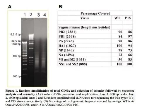 Sequencing of Avian Influenza Virus Genomes Following Random Amplification - Image 1