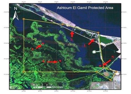 Some Heavy Metals Status in Ashtoum El-Gamil Protected Area - Image 1