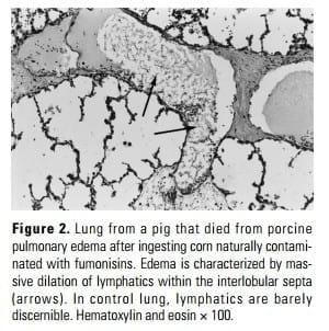 Fumonisin Toxicosis in Swine: An Overview of Porcine Pulmonary Edema and Current Perspectives - Image 2
