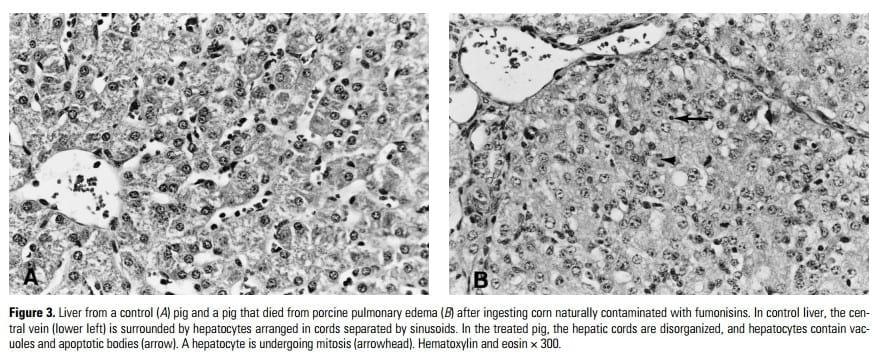 Fumonisin Toxicosis in Swine: An Overview of Porcine Pulmonary Edema and Current Perspectives - Image 3