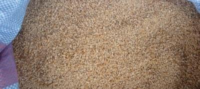 Whole Grain Feeding of Broilers - Image 6