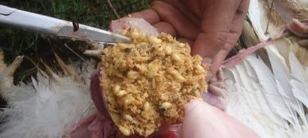 Whole Grain Feeding of Broilers - Image 7
