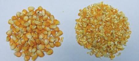 Whole Grain Feeding of Broilers - Image 8