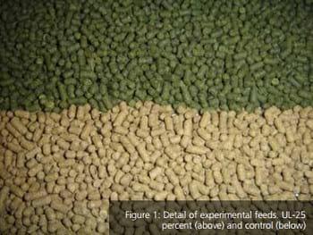 Effect of Dietary Inclusion of Seaweeds on Intestinal Proteolytic Activity of Juvenile Sea Bream, Sparus Aurata - Image 1