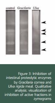 Effect of Dietary Inclusion of Seaweeds on Intestinal Proteolytic Activity of Juvenile Sea Bream, Sparus Aurata - Image 3