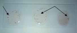 Development of Slide Micro-agglutination System for the Rapid Diagnosis of Salmonella Infection in the Chicken - Image 1