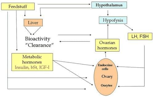 Reproductive Performance in High-producing Dairy Cows: Can We Sustain it Under Current Practice?- Part II - Image 7