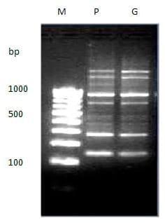 To evaluate genetic variation within and among the two different stocks of Catla catla in Orissa based on RAPD profiles - Image 14