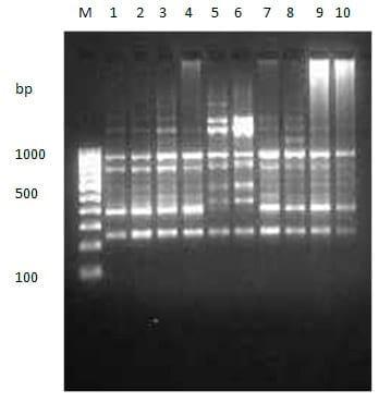 To evaluate genetic variation within and among the two different stocks of Catla catla in Orissa based on RAPD profiles - Image 9