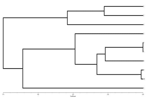 To evaluate genetic variation within and among the two different stocks of Catla catla in Orissa based on RAPD profiles - Image 11