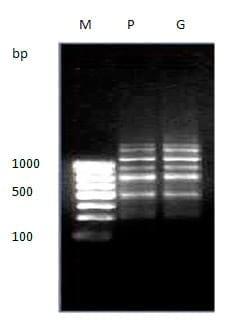 To evaluate genetic variation within and among the two different stocks of Catla catla in Orissa based on RAPD profiles - Image 12