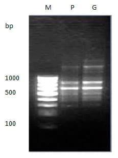 To evaluate genetic variation within and among the two different stocks of Catla catla in Orissa based on RAPD profiles - Image 13