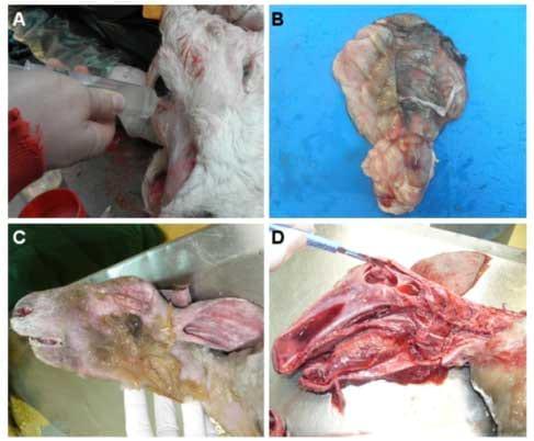 Epidemiology, Molecular Virology and Diagnostics of Schmallenberg Virus, an Emerging Orthobunyavirus in Europe - Image 2