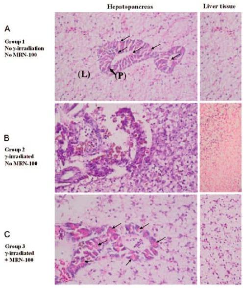 Protective effect of hydroferrate fluid, MRN-100, against lethality and hematopoietic tissue damage in y-radiated Nile tilapia, Oreochromis niloticus - Image 6