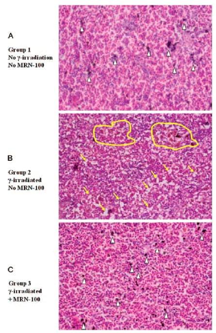 Protective effect of hydroferrate fluid, MRN-100, against lethality and hematopoietic tissue damage in y-radiated Nile tilapia, Oreochromis niloticus - Image 7