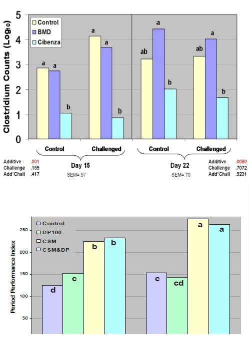 Protein Flow to the Hindgut as a Trigger to Clostridium-Related Dysbacteriosis in Broilers - Image 3