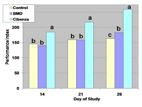 Protein Flow to the Hindgut as a Trigger to Clostridium-Related Dysbacteriosis in Broilers - Image 2