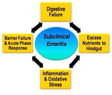 Protein Flow to the Hindgut as a Trigger to Clostridium-Related Dysbacteriosis in Broilers - Image 1