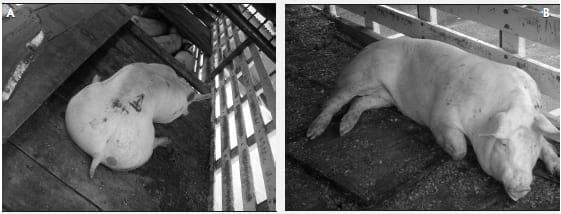 Market Pig Transport - Image 2