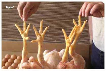 Sublimation of poultry litter and reduction of health problems - Image 5