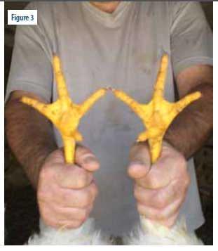 Sublimation of poultry litter and reduction of health problems - Image 3