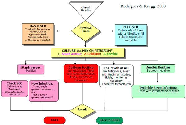 Treatment of Clinical Mastitis - Image 6